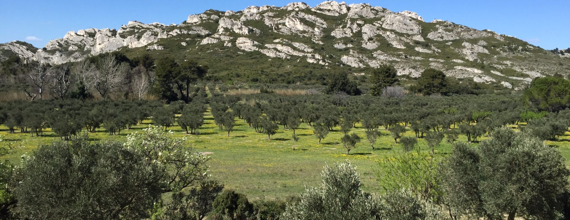 Photo d'un camp d'oliviers avec les Alpilles en fond