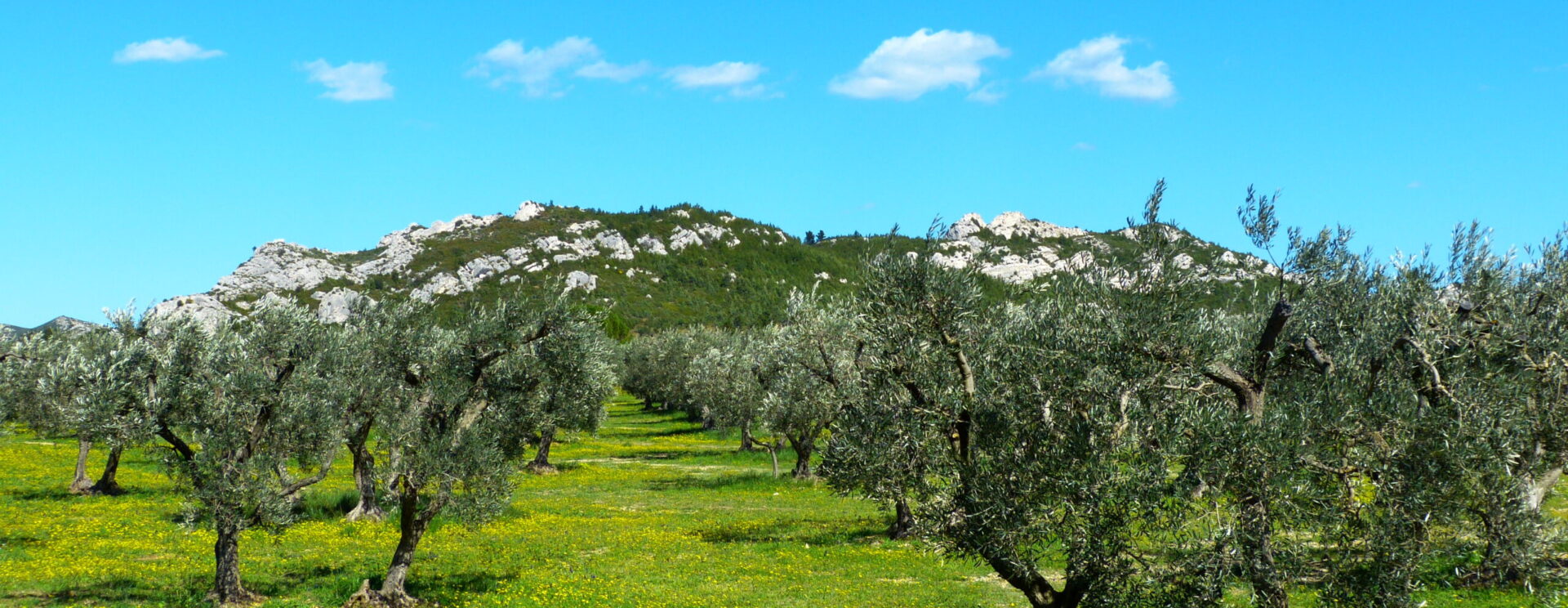 Champ d'oliviers à Mouriès