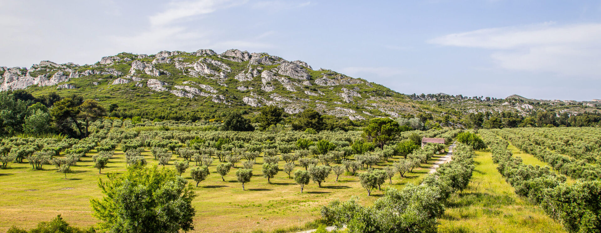 Photo champ d'oliviers et Alpilles